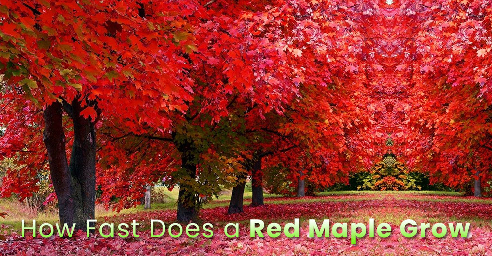 How fast does a Red Maple grow