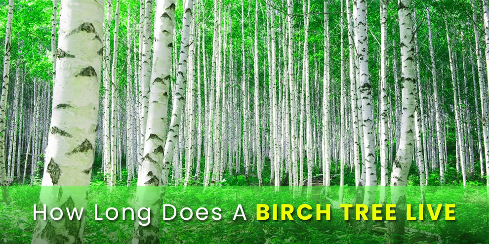 How Long Does A Birch Tree Live