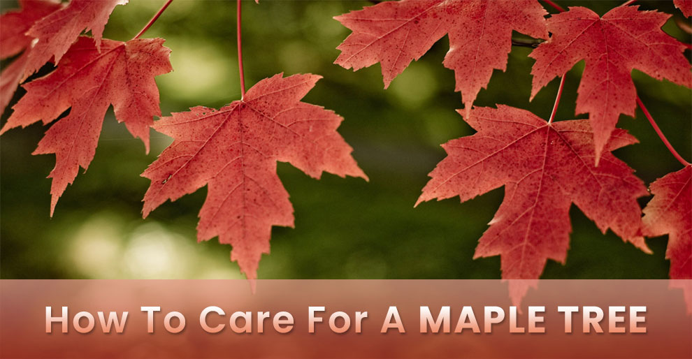 How to care for a maple tree