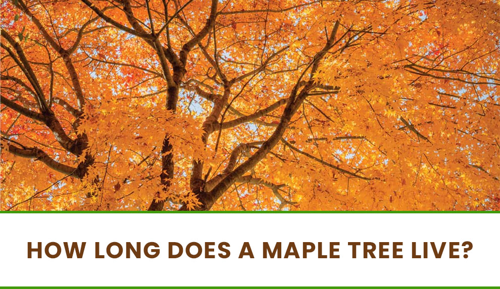 How to care for a maple tree