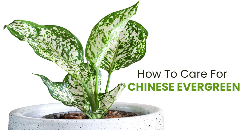 How to care for Chinese evergreen