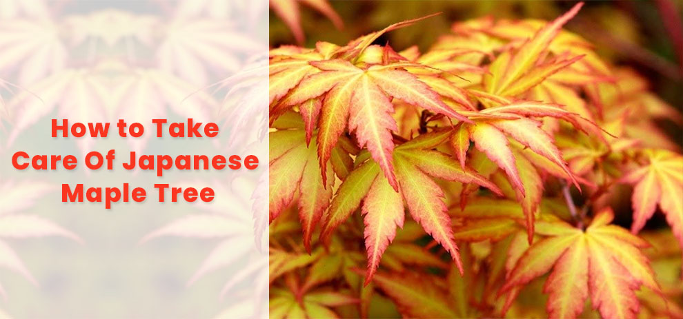How to take care of Japanese maple tree