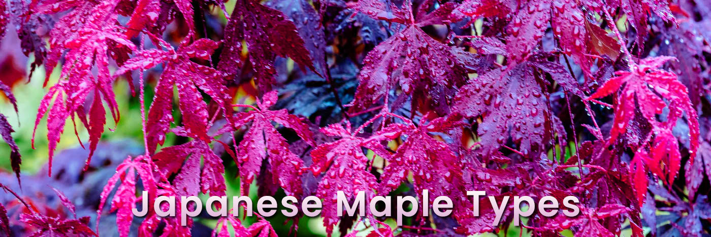  Japanese Maple Types