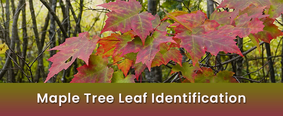 Maple tree leaf identification