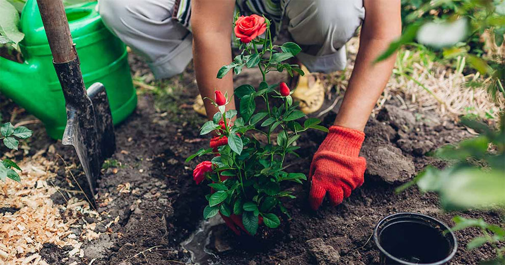 Planting the Roses