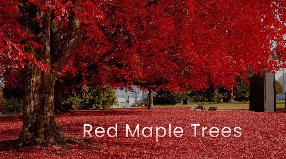 Red Maple Trees