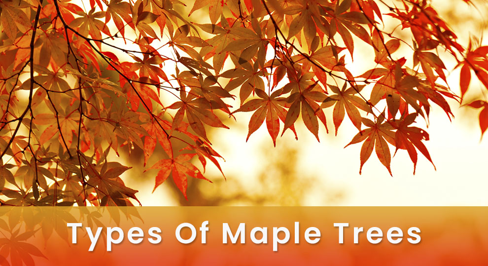 Types of maple trees