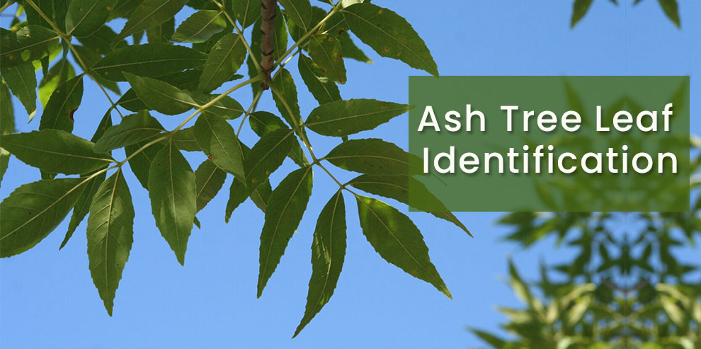 Ash Tree Leaf Identification