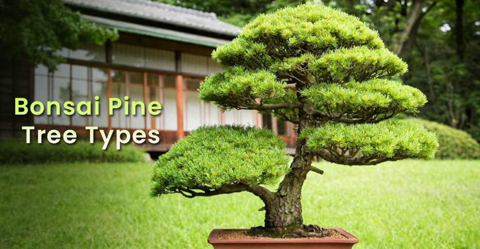 Bonsai Pine Tree Types