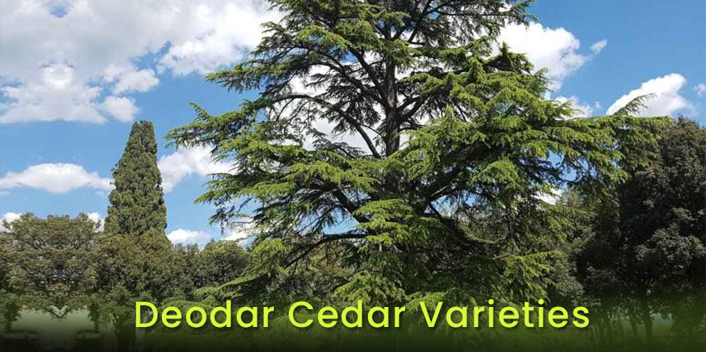 Deodar Cedar Varieties