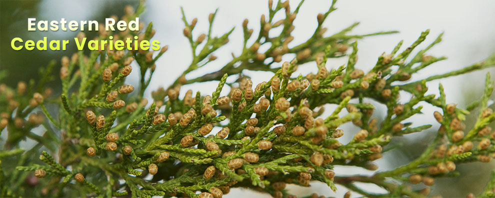 Eastern Red Cedar Varieties