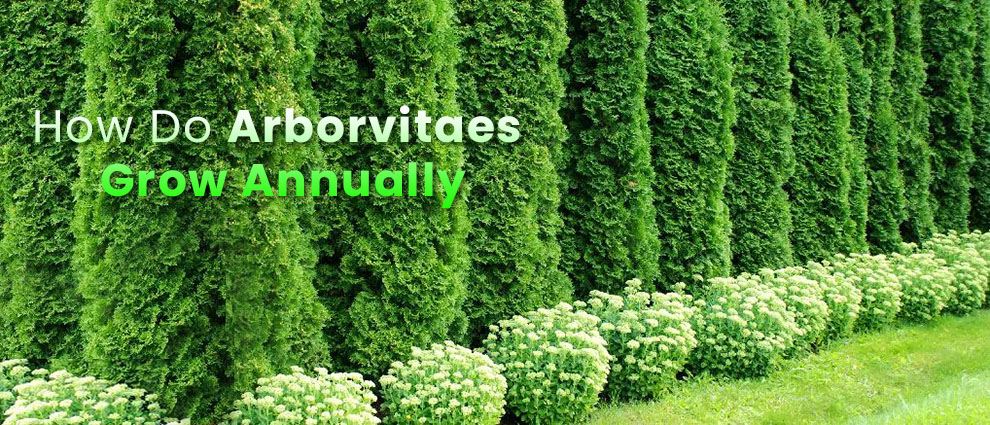 How Do Arborvitaes Grow Annually