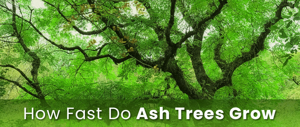 How fast do ash trees grow