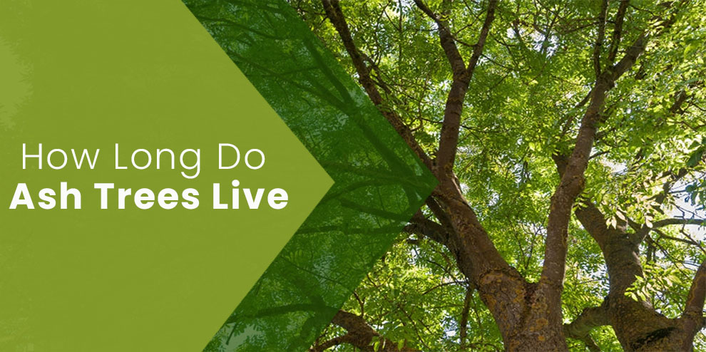 How long do ash trees live?