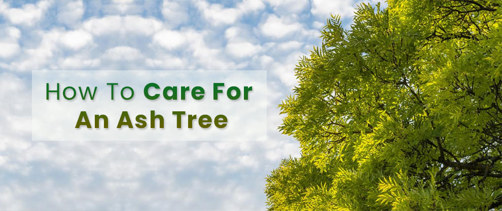 How to care for an ash tree