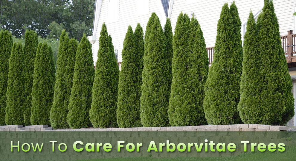 How To Care For Arborvitae Trees