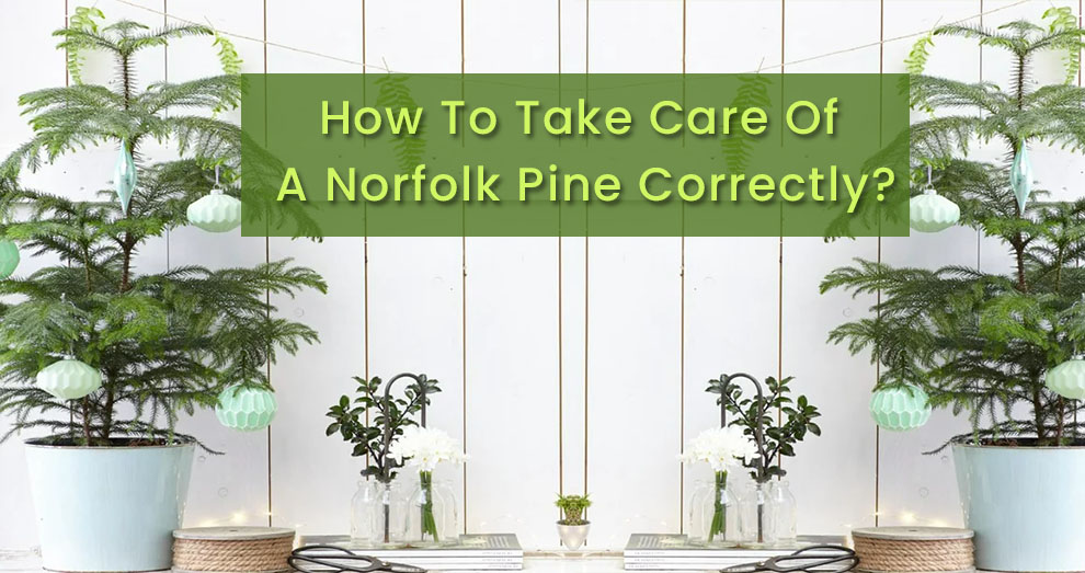 How To Take Care Of A Norfolk Pine Correctly?