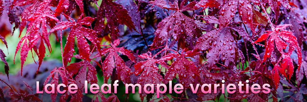 Lace leaf maple varieties