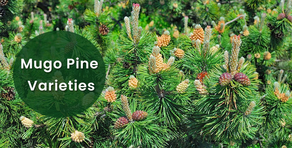 Mugo Pine Varieties