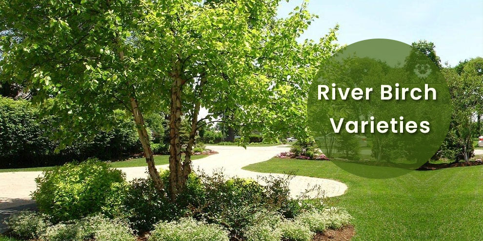  River Birch  Varieties 