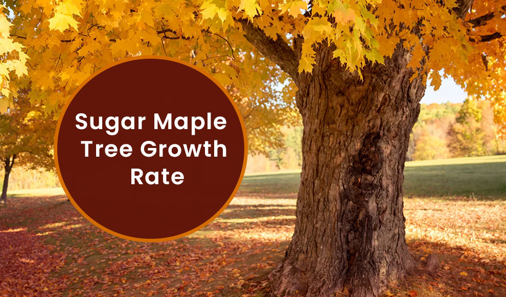 Sugar maple tree growth rate