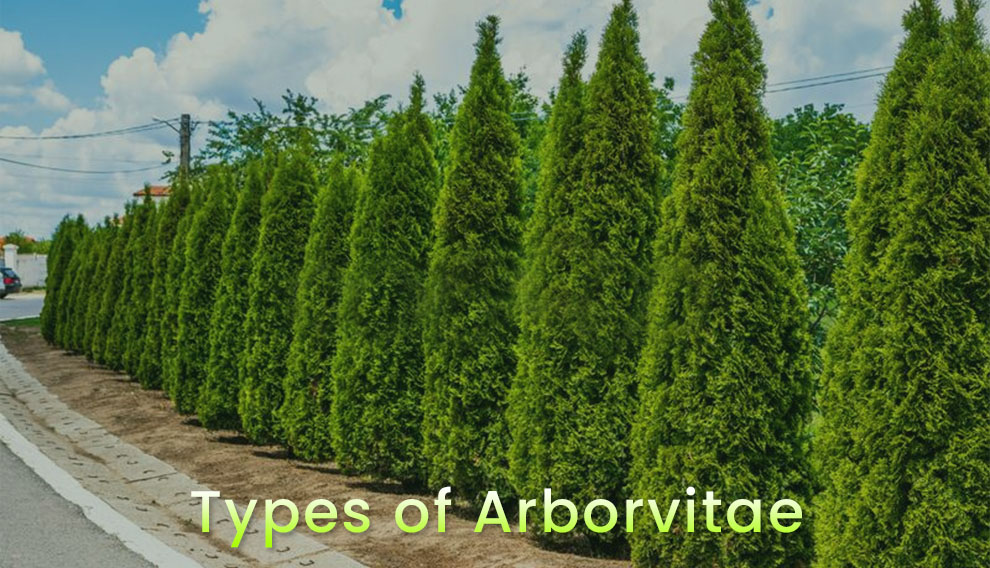 Types of arborvitae