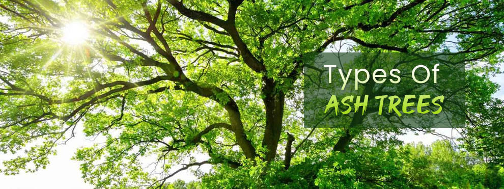 Types of ash trees