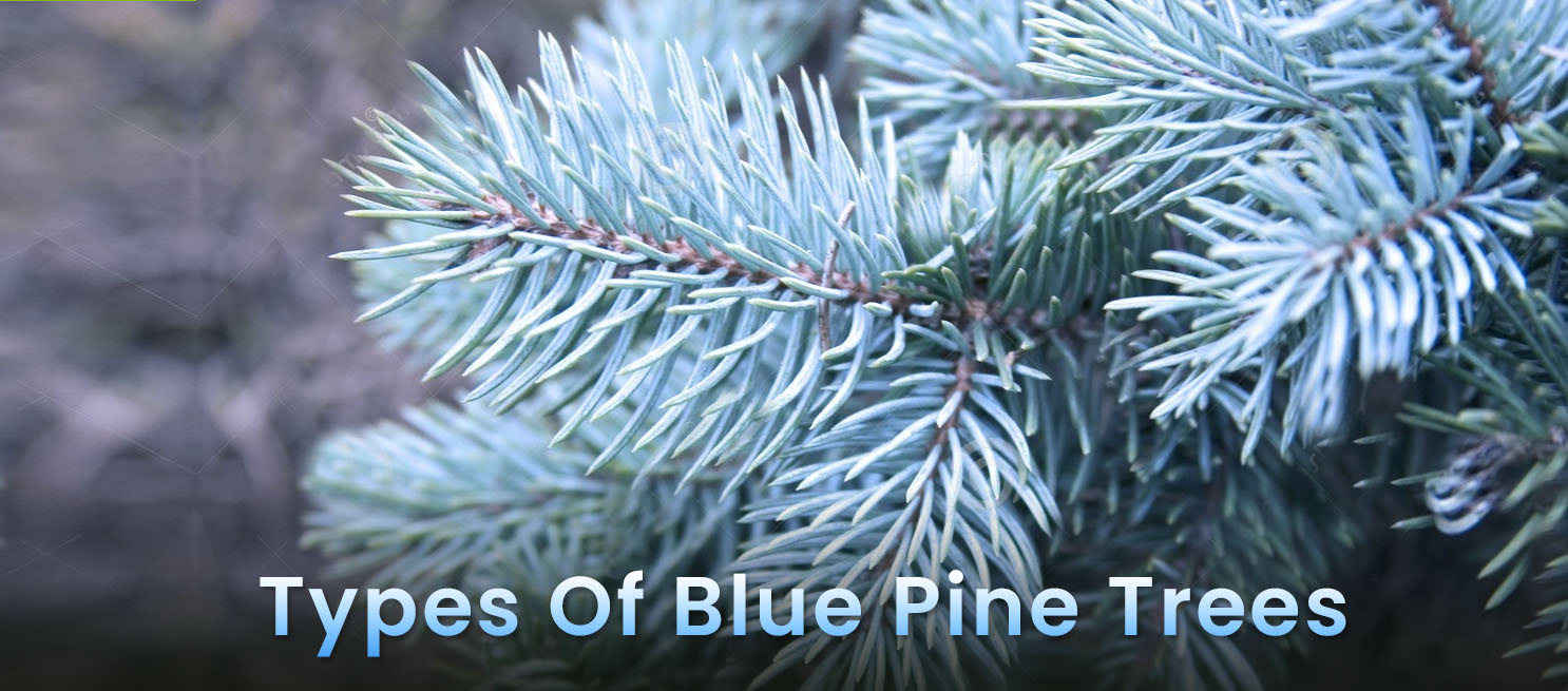 Types Of Blue Pine Trees
