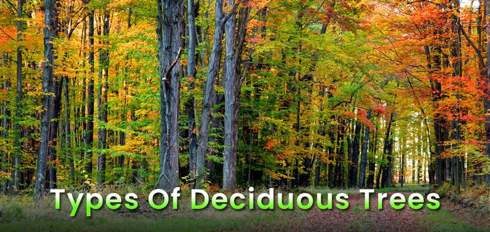 Types Of Deciduous Trees