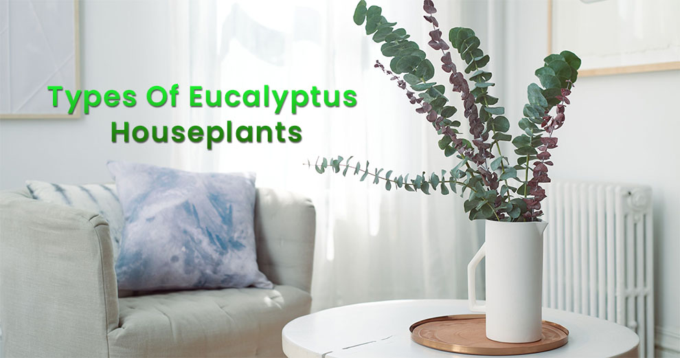Types of eucalyptus houseplants