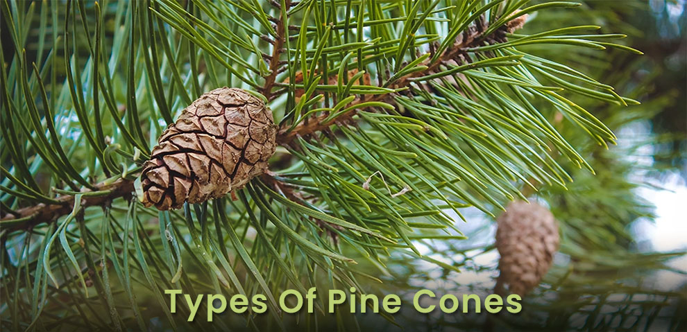  Types Of Pine Cones