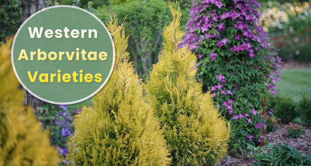 Western Arborvitae Varieties