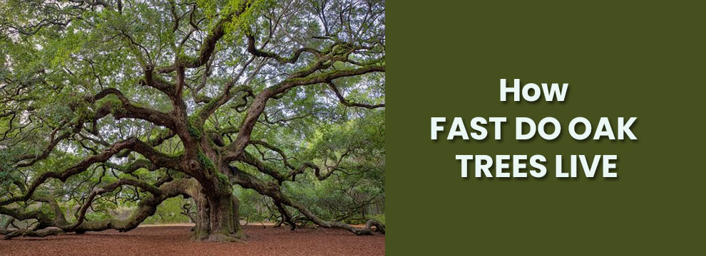 How fast do oak trees live