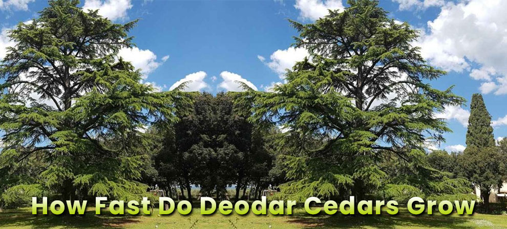 How fast do deodar cedars grow