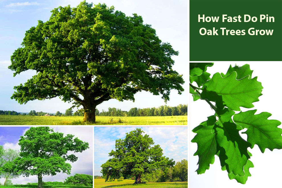 How Fast Do Pin Oak Trees Grow