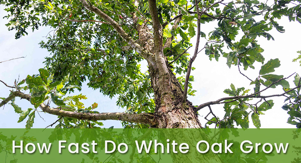 How fast do white oak grow