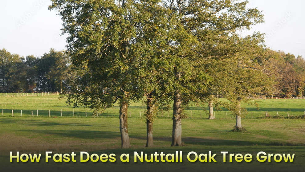 How Fast Does A Nuttall Oak Grow 