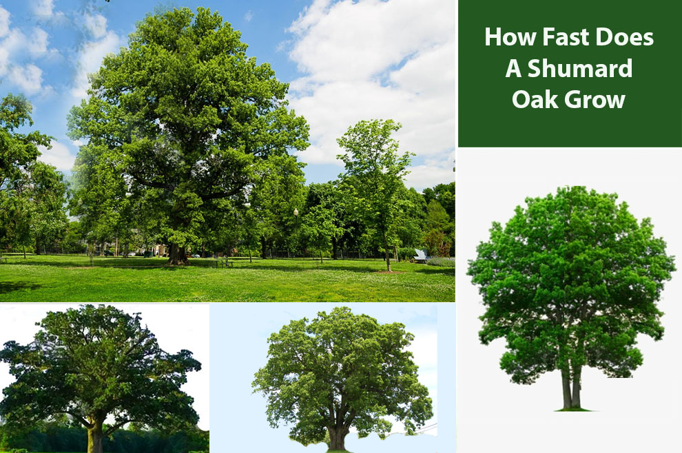 How Fast Does A Shumard Oak Grow