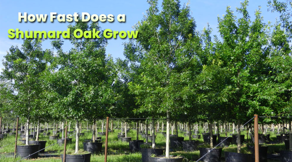 How fast does a shumard oak