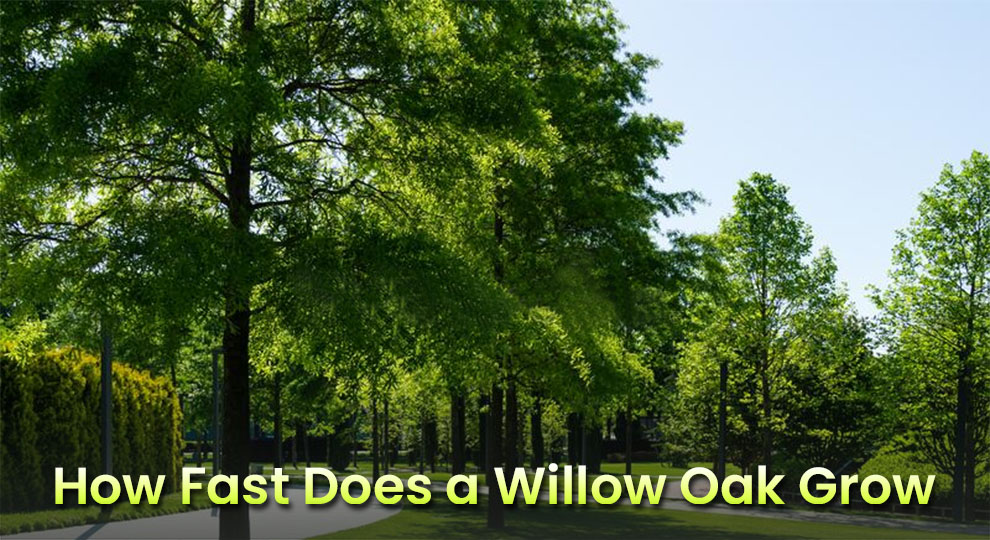 How fast does a willow oak grow