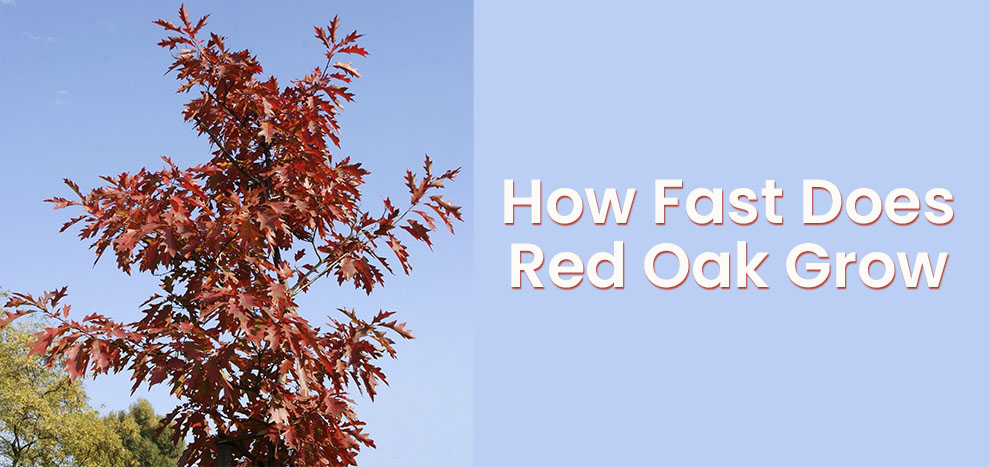 How fast does red oak grow 