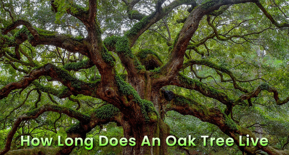 How long does an oak tree live