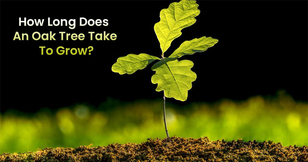 how long does an oak tree take to grow