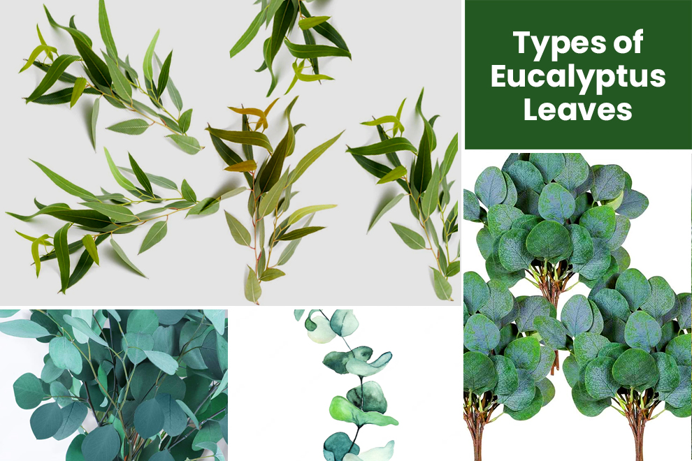 Types of eucalyptus leaves