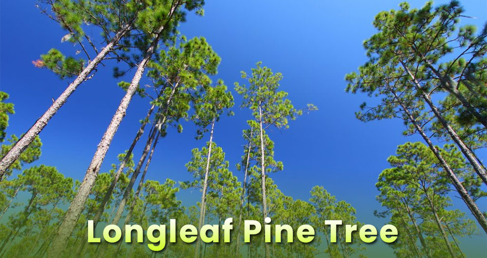  Longleaf Pine Tree