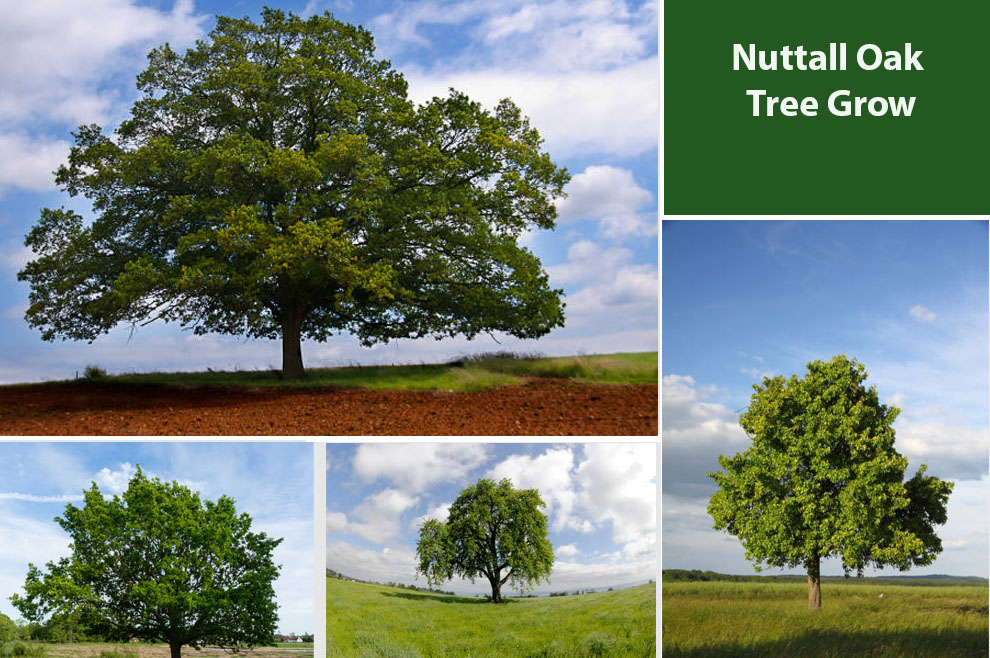 Nuttall Oak Tree Grow