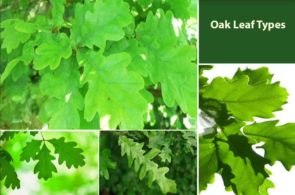 Oak Leaf Varieties