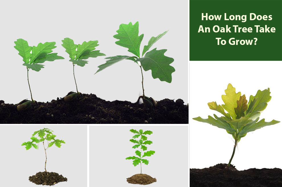 how long does an oak tree take to grow