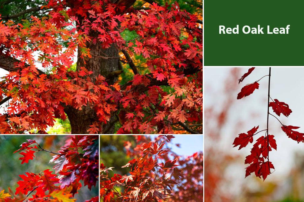 Red Oak Leaf 