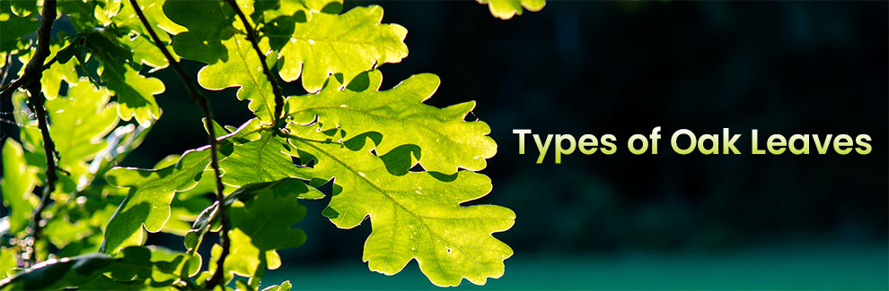 Types of Oak Leaves